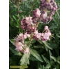 Barbula stephi o różowych kwiatach
