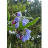 Żywokost kaukaski błękitny kwat od gardenqueen