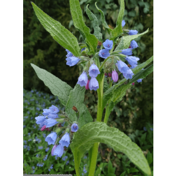 żywokost kaukaski od gardenqueen