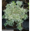 ARTEMISIA SILVER MOUND Srebrny PUSZYSTA poducha